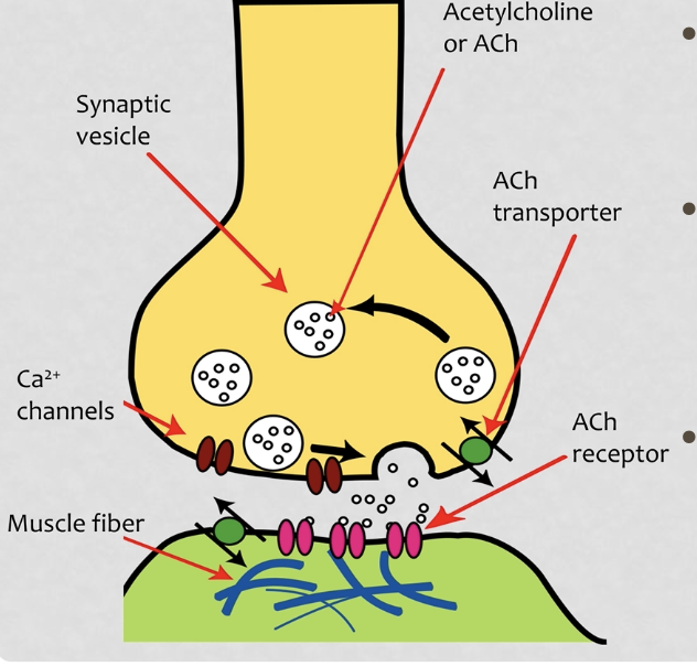 <p>neuron forms a tiny space between it and the muscle fiber/cell which is called the <strong>synapse</strong></p><p>the neuron releases neurotransmitters in vesicles in exocytosis which binds to receptor proteins and tells the muscle cell to move</p>