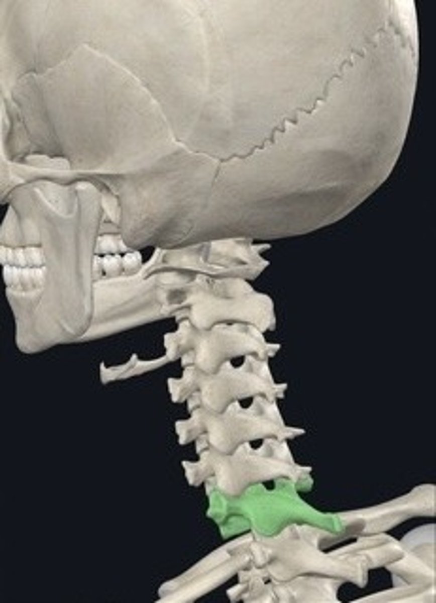<p>Seven vertebrae in the neck region. 7AM BREAKFAST</p>