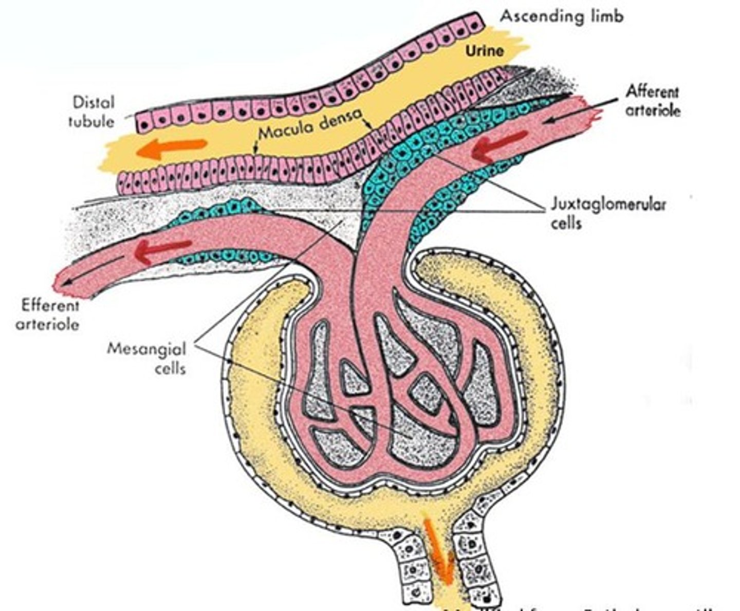 <p>Senses BP, blood flow, and electrolyte levels.</p>