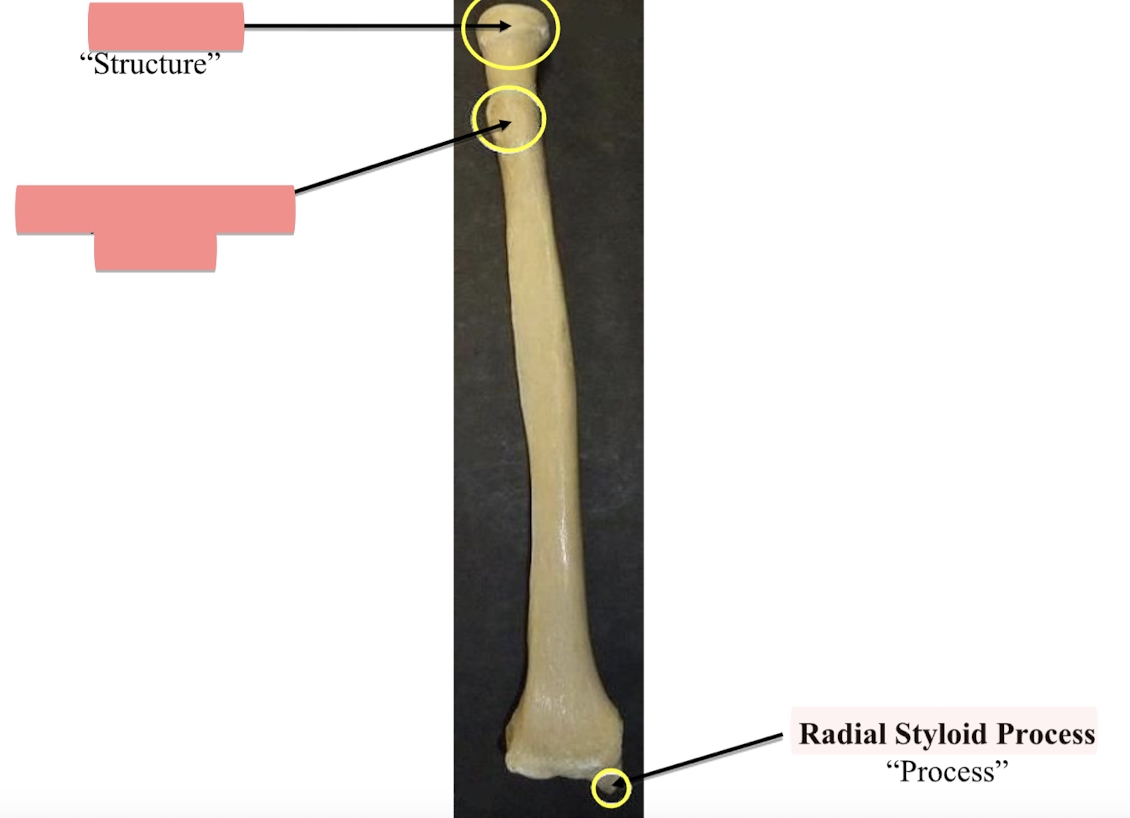 <p>Radial Styloid Process </p>