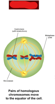 <p>The phase in meiosis 1 at which tetrads (pairs of homologous chromosomes) align at the metaphase plate and are connected, each, to one centrosome via microtubules. Additionally centrosomes move to opposing sides.</p>