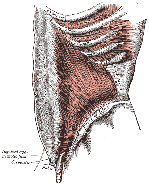 <p>Internal Obliques </p>