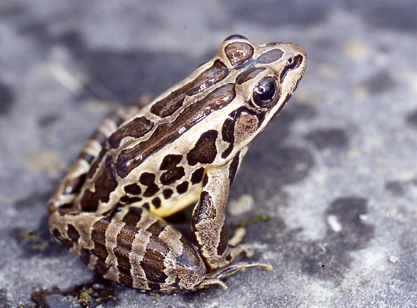 <p>Note square spots, bright orange/yellow under body/legs</p>