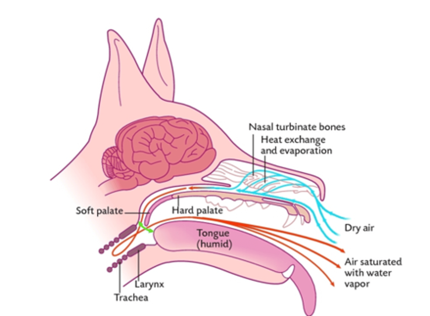 <p>Describe how panting causes evaporative heat loss</p>