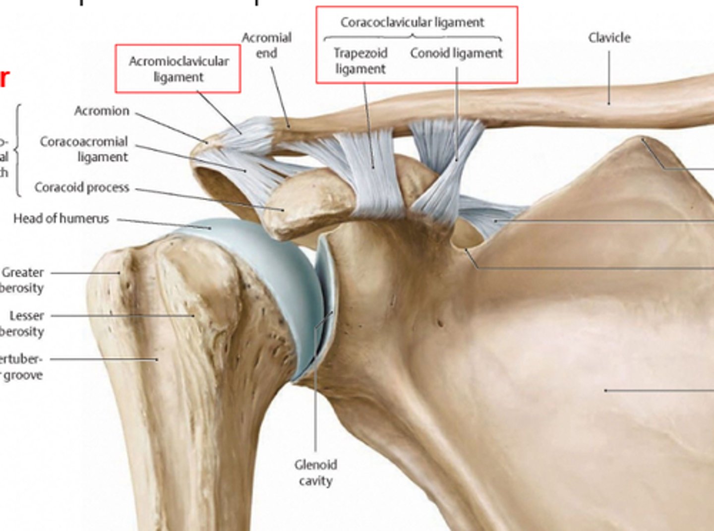 <p>Ligament made up of the trapezoid ligament and the conoid ligament</p>
