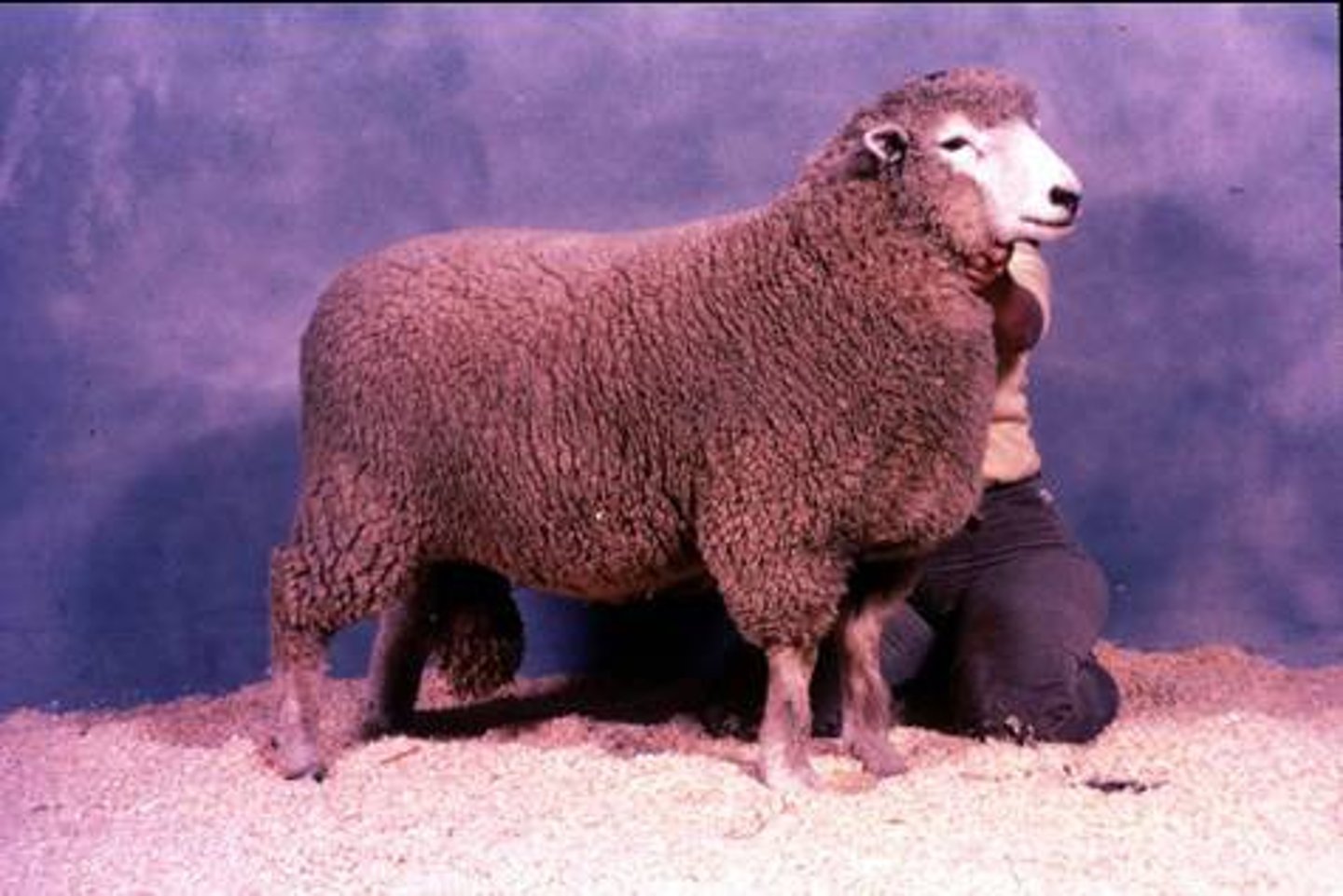 <p>shorter fiber length than other long wool, closer to fine wool in length/grade</p><p>do well in high rainfall, open wool and genetic resistance to foot rot</p>