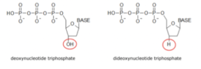 <ol><li><p>Fluroesencemärkta dideoxynukleotider samt vanliga nukleotider inkorporeras.</p></li><li><p>Det används endast en primer.</p></li><li><p>Amplifiering sker tills en <strong>dideoxynukleotid</strong> inkorporeras eftersom de saknar ett syre → ingen fosfodiesterbinding kan skapas.</p></li><li><p>Det blir en <strong>kedjetermineringsreaktion</strong>.</p></li><li><p>Olika fragment bildas slumpmässigt.</p></li><li><p><strong>Kapillärelektrofores</strong> används  för att separera de olika fragmenten.</p></li></ol>