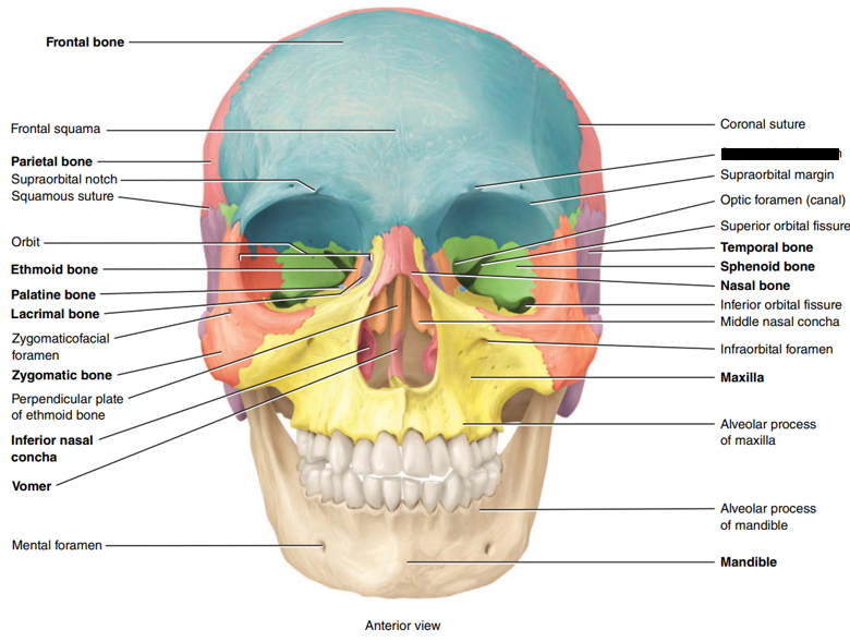 <p>State and identify which part of the cranial bone is being censored (hint: foramen).</p>
