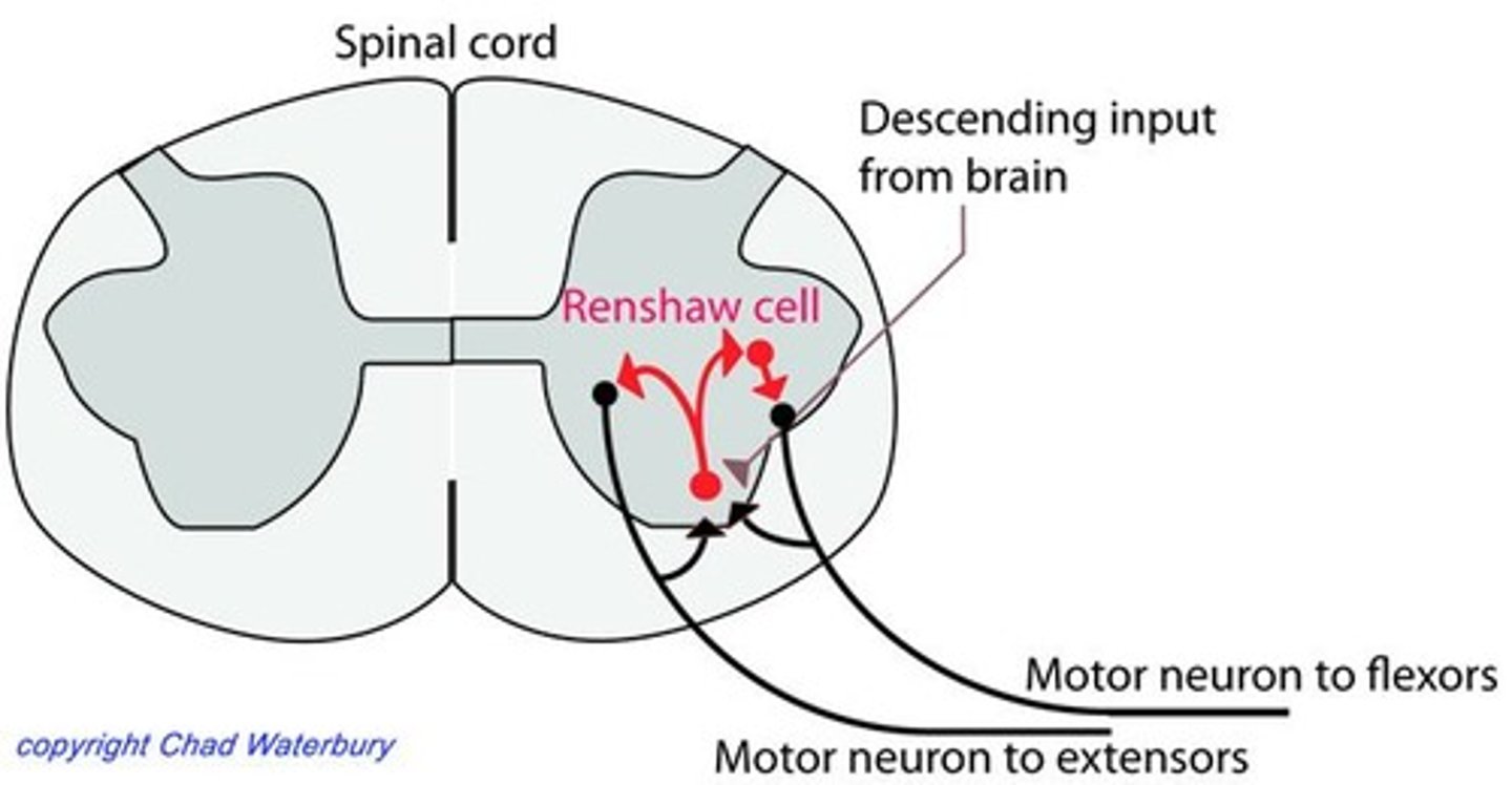 <p>Interneurons that inhibit alpha motor neurons.</p>