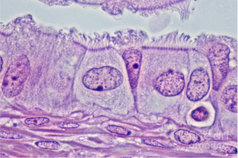 <p>ciliated cells </p>