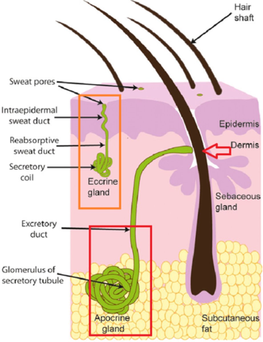<p>1. Apocrine (lives deeper and secrete into hair follicle area, can be in genital and airmpit area and</p><p>2. eccrine (secrete directly onto the surface)</p>