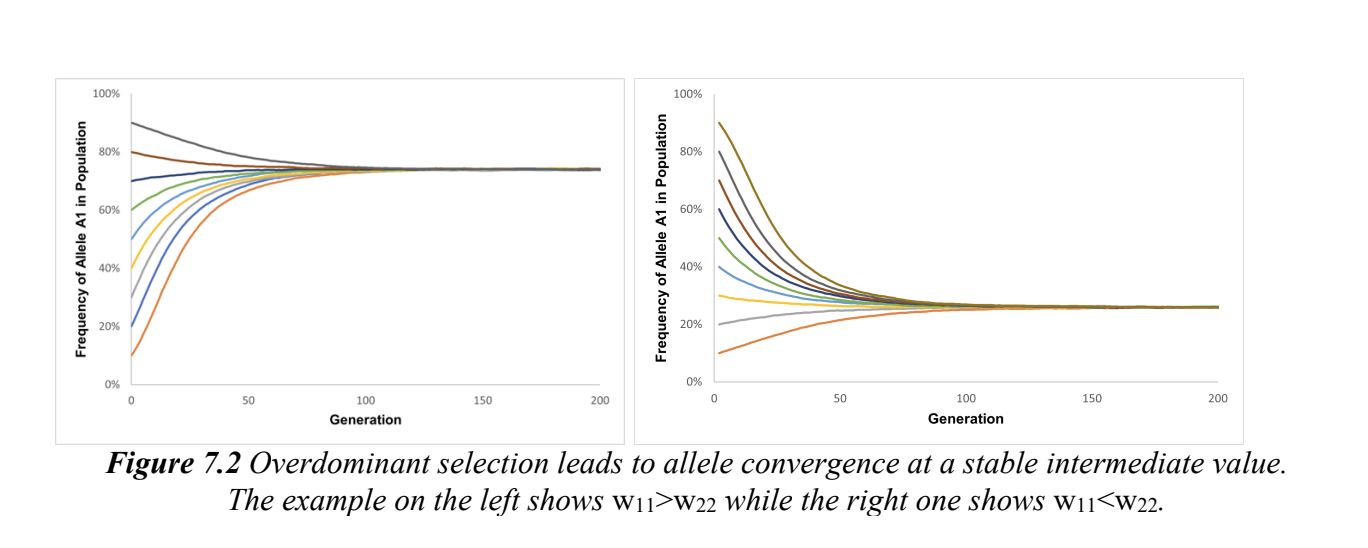<p>selection in which heterozygote genotypes have the highest fitness</p><p>single gene with two alleles (AA,Aa, aa)</p><p>reaches stable equilibrium: balanced polymorphism&nbsp;</p><p>prevents changes in allele frequency</p><p></p><p></p>