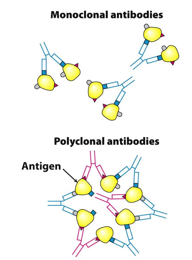 <p>✦ <span style="color: #7788bf"><strong>monoclonal</strong></span> antibodies: all <u>identical</u>, recognize<span style="color: #85a7da"> only ONE epitope </span>on a given antigen</p><p>✦ <span style="color: #905eae"><strong>polyclonal</strong></span> antibodies: heterogeneous <span style="color: #9578b9">mixture</span> of antibodies, each one specific for an epitope </p>