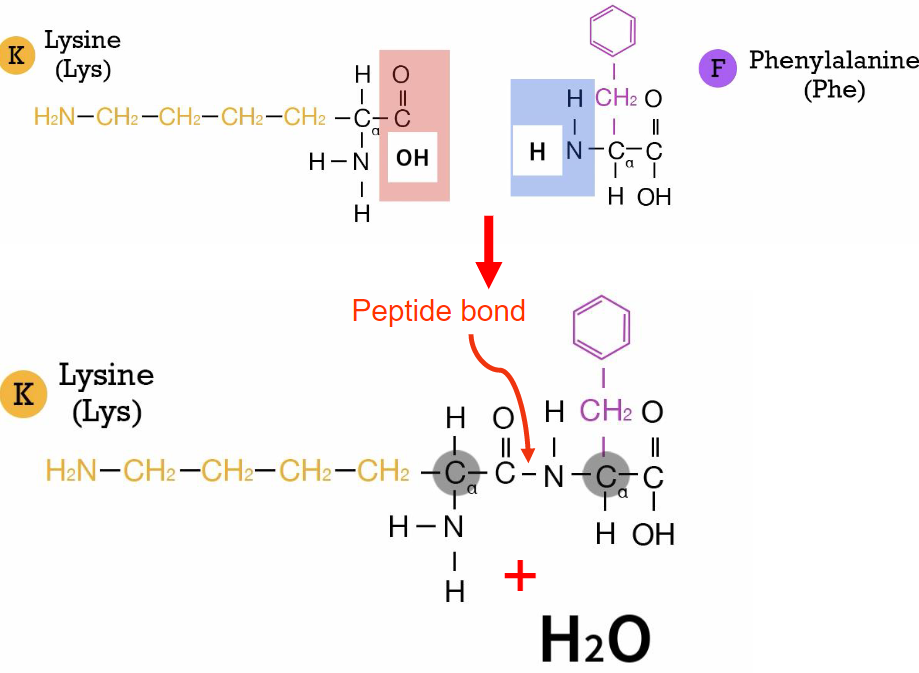 <ul><li><p>forms btwn carboxyl group + amino group  of diff. amino acids</p></li><li><p>R groups r not involved</p></li><li><p>causes polypeptide chain to have amino end(N terminus) + carbonyl end(C terminus)</p></li><li><p>water as product(condensation reaction)</p></li></ul>