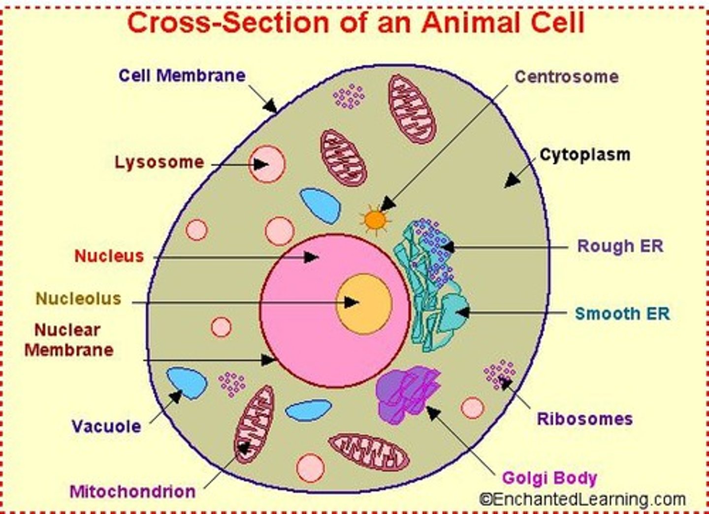 <p>Smallest unit of life.</p>