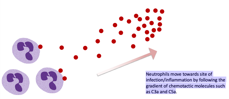 <p>gradient of chemotactic molecules such as C3a and C5a</p>