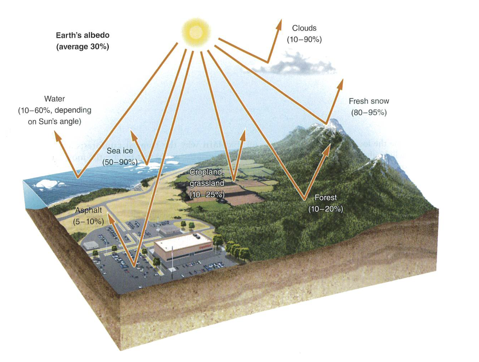 <p>what is the average albedo of water on earth?</p><p>a. 25 percent</p><p>b. 30 percent</p><p>c. 40 percent</p><p>d. 90 percent</p>