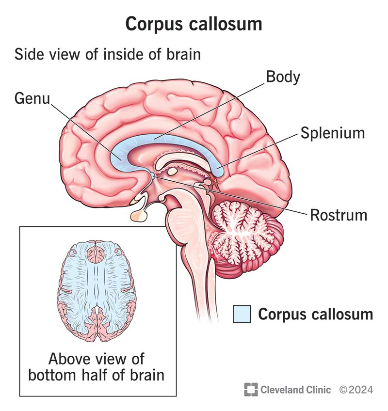 <ul><li><p class=""><strong>Location:</strong> Deep within the brain, connecting the left and right cerebral hemispheres.</p></li><li><p class=""><strong>Function:</strong> Facilitates communication between the two hemispheres, integrating motor, sensory, and cognitive performances.</p></li></ul><p></p>