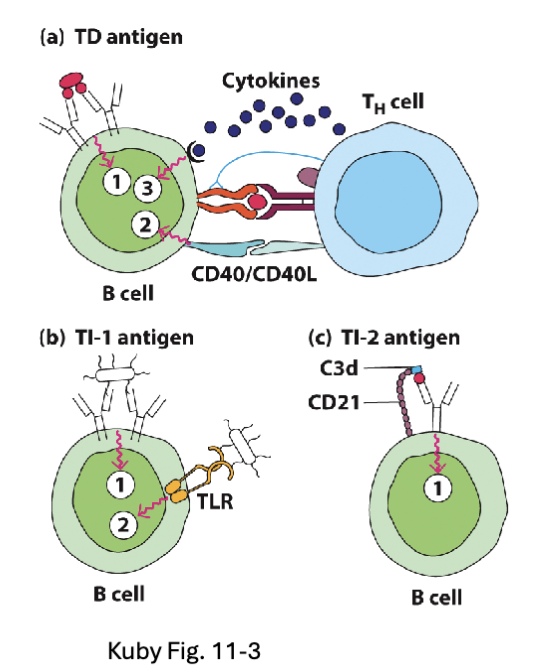 <p><span><strong><span>T-dependent Antigens</span></strong><span> (TD):</span></span></p><ul><li><p><span><span>Soluble protein antigens that cross-link BCR</span></span></p></li><li><p><span><span>Require T cell help to provide signal 2 and 3</span></span></p></li></ul><p><strong>T-independent Antigens </strong>(TI):</p><ul><li><p><span><strong><span>TI-1</span></strong><span>: Bacterial cell wall/membrane components (e.g. LPS)</span></span></p></li><li><p><strong>TI-2</strong>: Polymeric proteins (e.g. flagellin) and capsular polysaccharides</p></li></ul><p></p><p>TD: need T cell help</p><p>exam don’t need to know diff between TI-2 and TI-1 just different between T dependent and T independent</p>