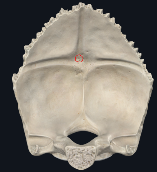 <p><span style="font-size: small">confluencia de los senos longitudinal superior, transversos y occipitales</span></p><ul><li><p>Encima de la protuberancia occipital interna</p></li></ul><p></p>