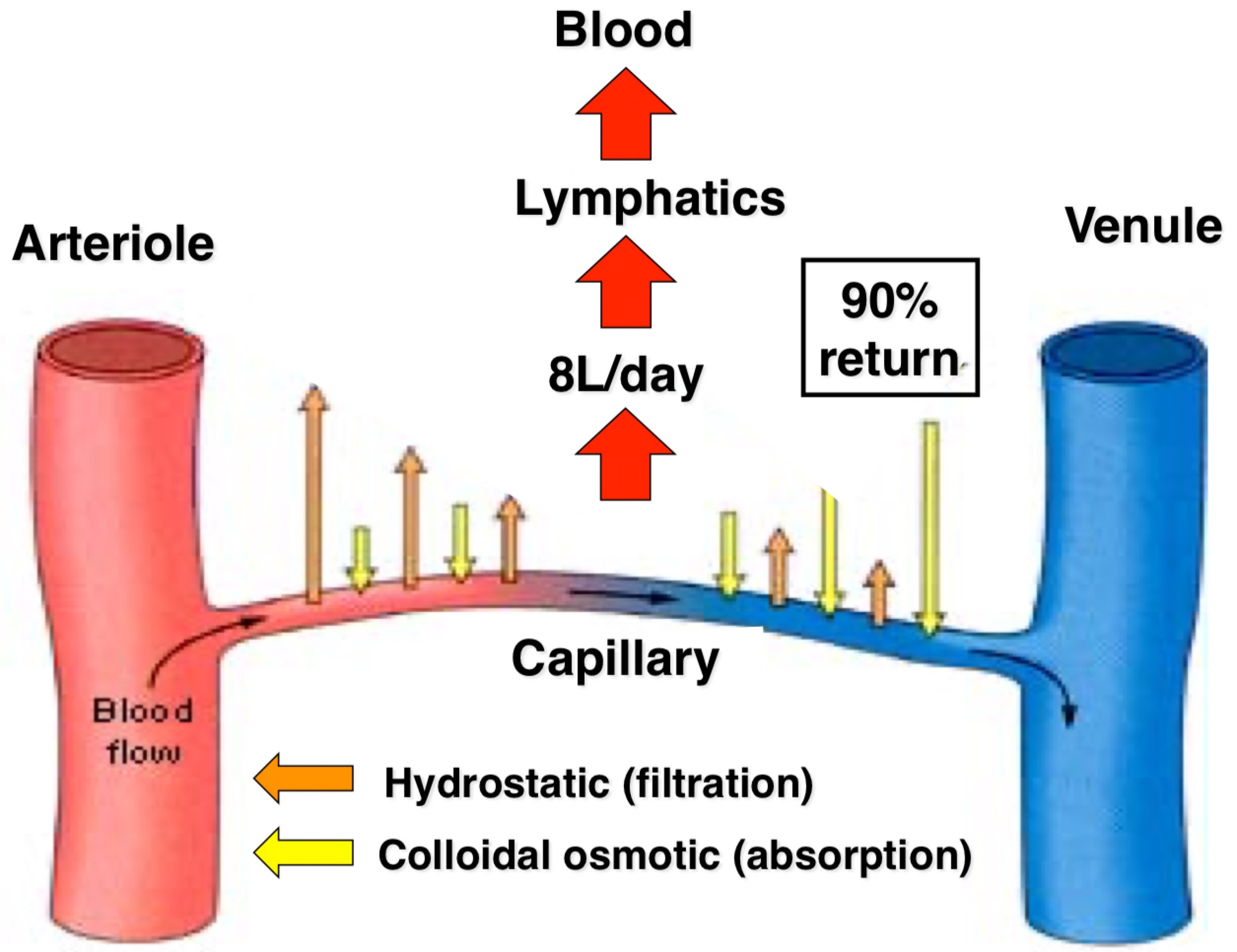 Use lymphatic system to return liquid back into the blood system prevents swelling (oedema) in the body 