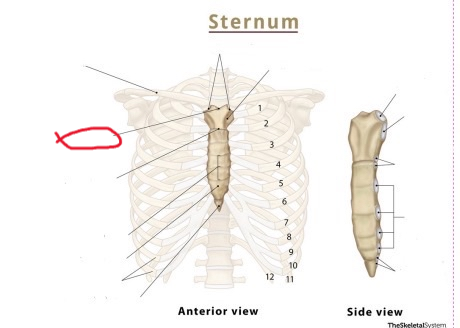 <p>(suprasternal notch)</p>
