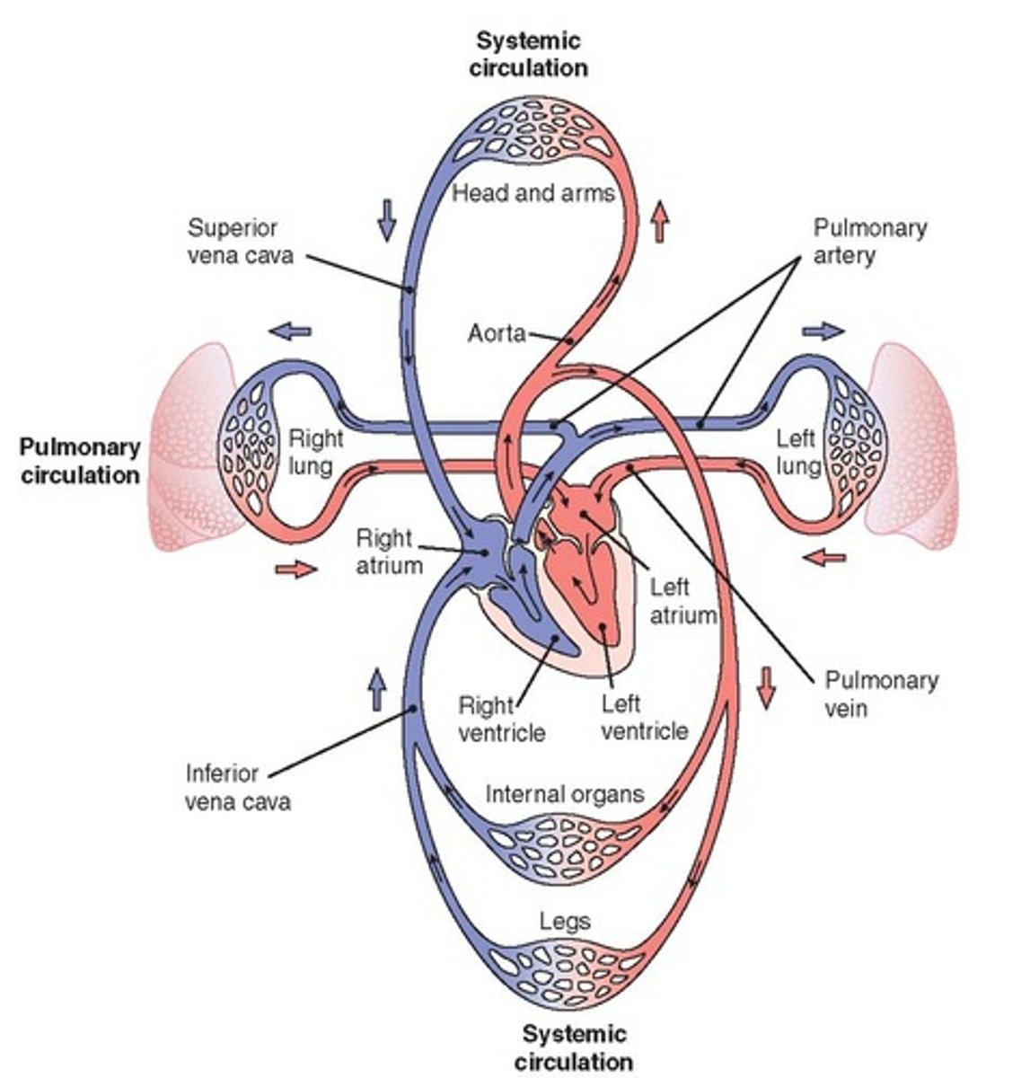 <p>Flow of blood between the heart and lungs.</p>