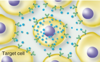<p>Autocrine Signaling</p>