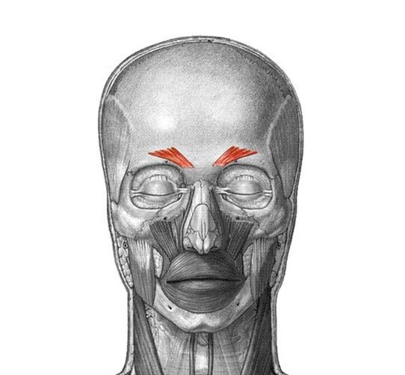 <p>Bony support of eyebrow to forehead: Draws eyebrows together (frowning)</p>