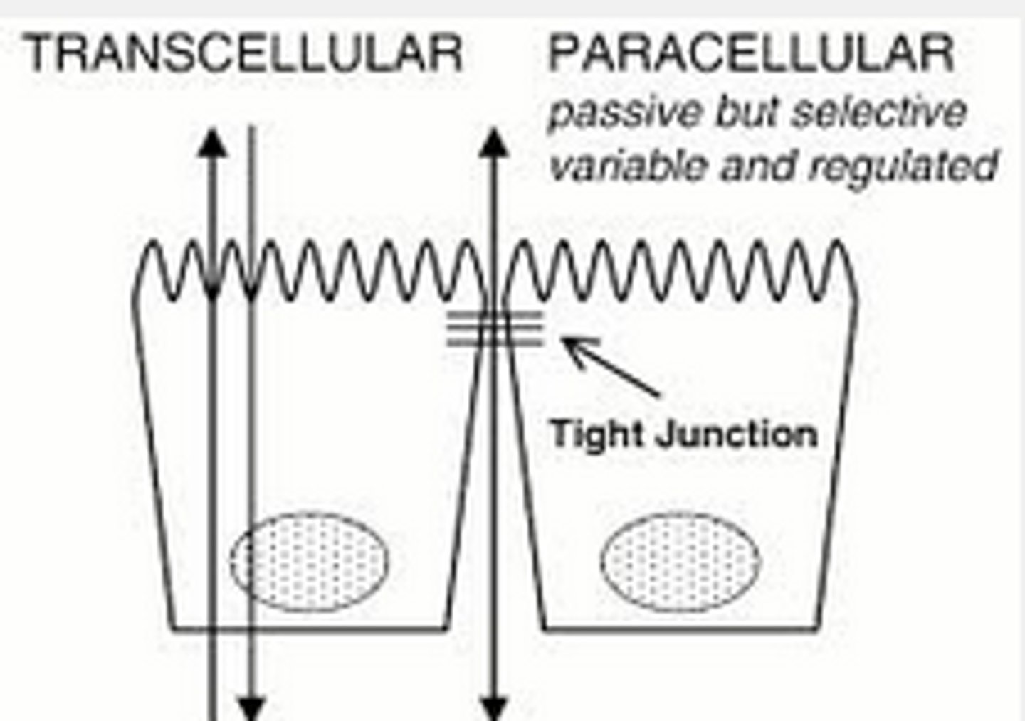 <p>movement through epithelial cells</p><p>must move across 2 membranes</p><p>uses both active and passive transport</p>