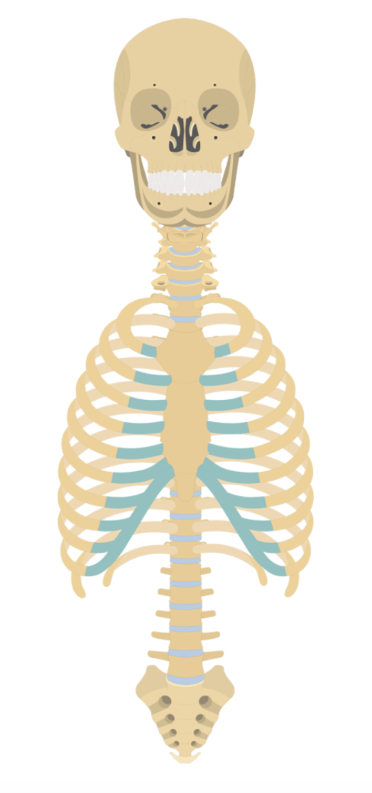 <p><span style="font-family: &quot;Times New Roman&quot;, serif">Includes the skull, spine, ribs, and sternum</span></p>