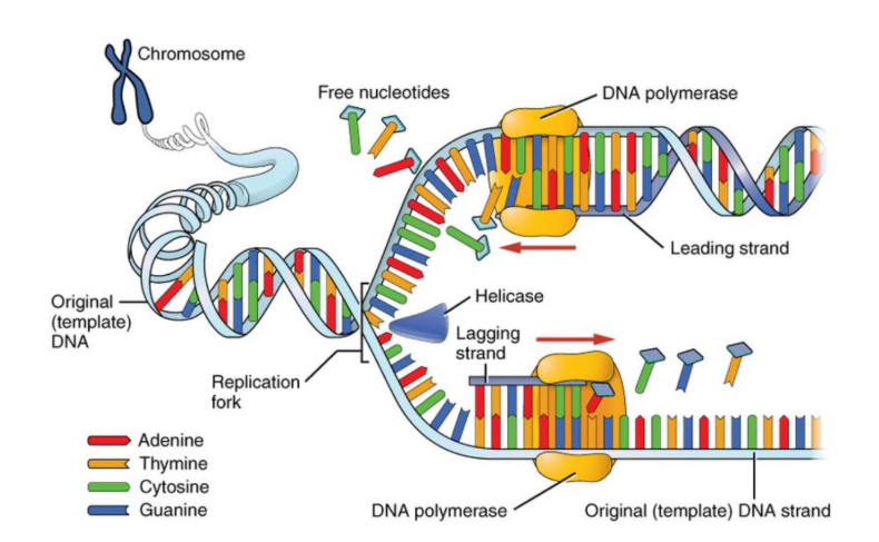 <p><span>Relies on complementary base pairs (cytosine with guanine and thymine with adenine) to accurately produce identical daughter DNA molecules.</span></p>