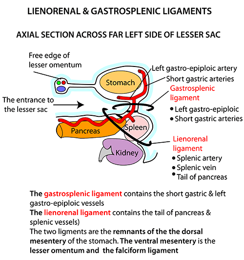 <p><strong>1- Short gastric vessels</strong></p><p><strong>2- Left gastro-epiploic vessels</strong></p><p>3- Sympathetic plexus around the arteries</p><p>4- Pancreatico-splenic lymph nodes</p><p>5- Extraperitoneal fatty tissue</p>