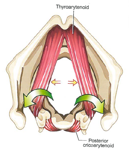 <p>Posterior cricoarytenoid (PCA) origin:</p>