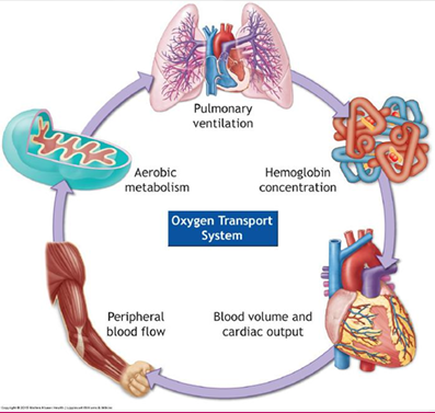 <p>Sum of all these systems</p>