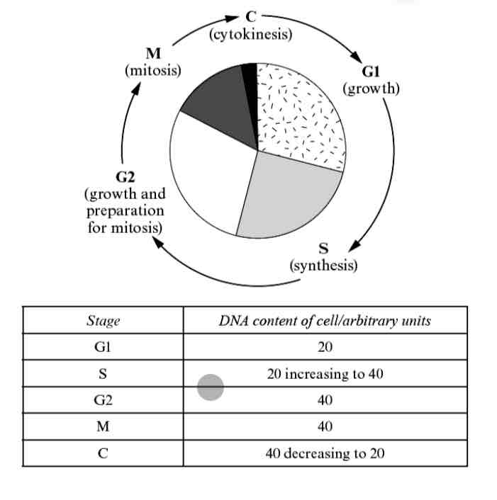 <p>The number of chromosomes remains constant throughout the cell cycle, but the amount</p><p>of DNA present in the cell changes. Look at the cell cycle and the table below</p>