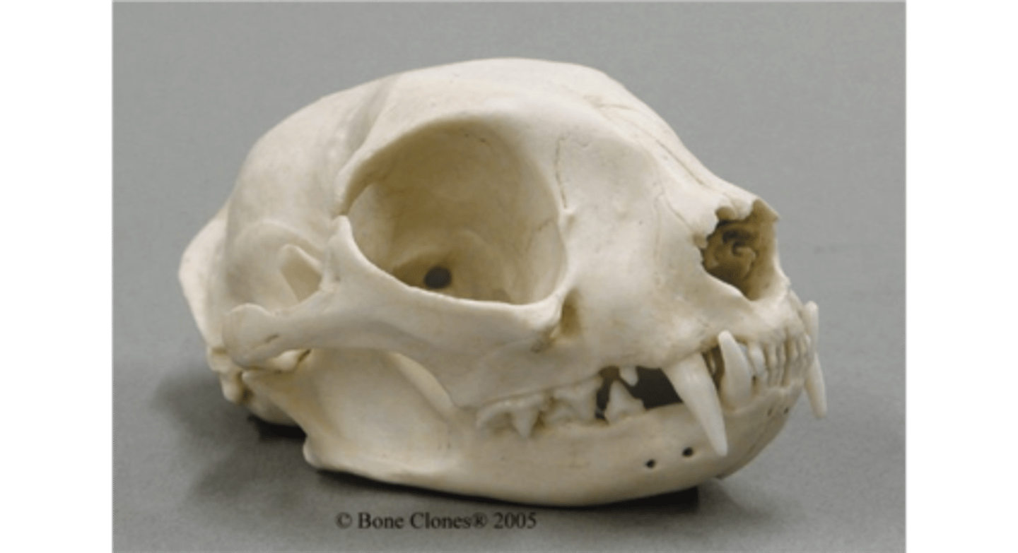 <p>Cranium and the mandible</p>