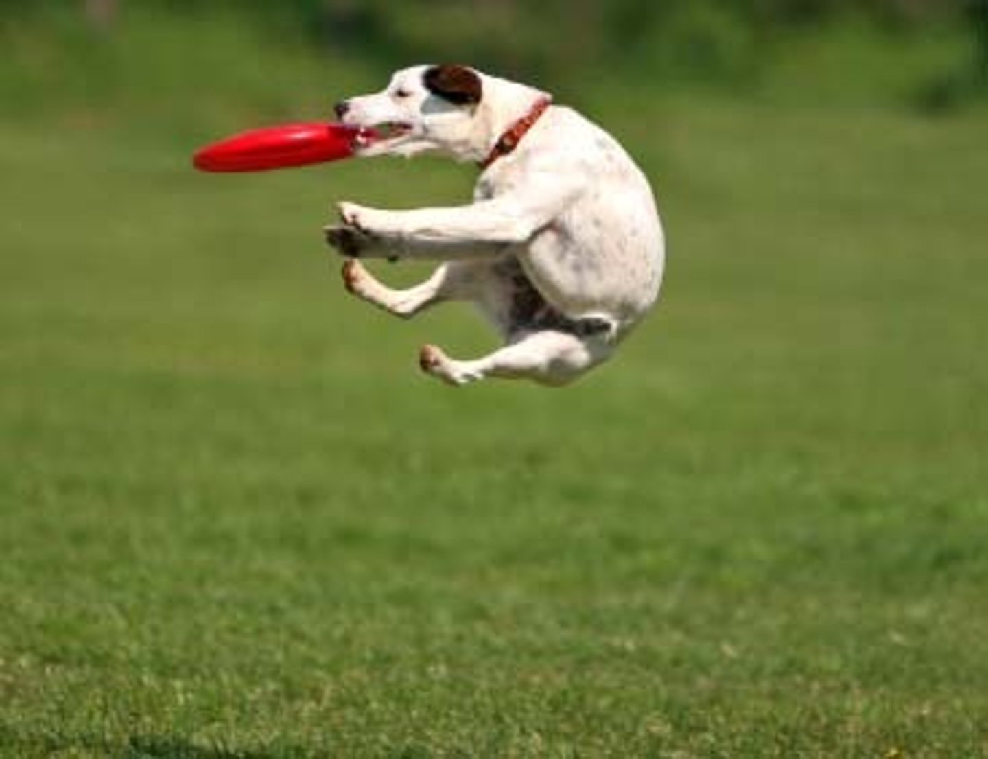 <p>The dog ___ the Frisbee.</p>