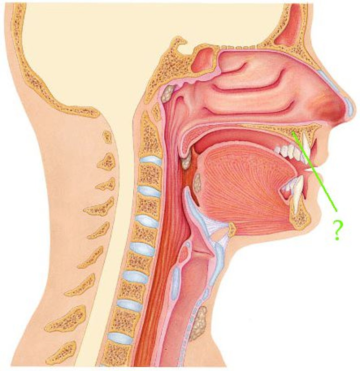 <p>Identify the indicated structure.</p>