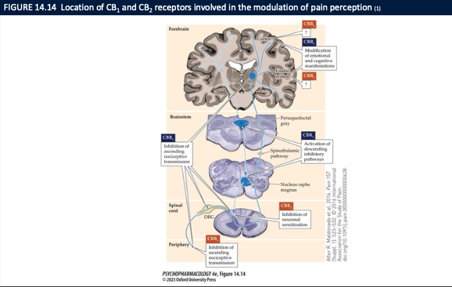 <ul><li><p>PTSD → eCBs <strong>facilitate extinction</strong></p></li><li><p>Obesity → eCBs <strong>drive feeding/reward</strong> → block CB₁ to reduce intake</p></li><li><p>Chronic/neuropathic pain → eCBs <strong>dampen nociceptive transmission</strong> at multiple levels</p></li></ul><p></p>