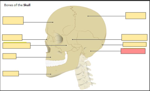 <p>forms the sides of the cranium and house the ears</p>