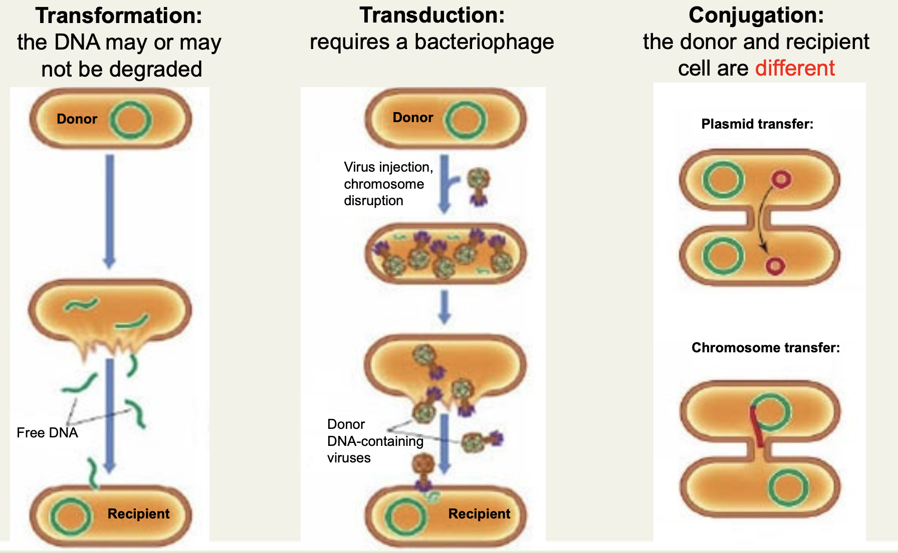 <p>Transformation (up-take of naked DNA), transduction (phage-mediated), conjungation (plasmid-mediated). </p>