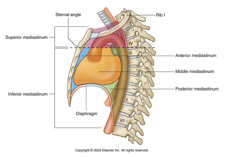 <p><span><span>splits the mediastinum into two main compartments.</span></span></p><ol><li><p><span><span>the </span></span><strong>superior mediastinum</strong></p></li><li><p><span><span>the&nbsp;</span></span><strong>inferior mediastinum</strong><span><span>. </span></span></p></li></ol><ul><li><p><span><span>The inferior mediastinum is then&nbsp;further subdivided into:</span></span></p></li></ul><ol><li><p><strong>anterior mediastinum</strong></p></li><li><p><strong>middle mediastinum</strong></p></li><li><p><strong>posterior mediastinum</strong><span><span>.</span></span></p></li></ol><p></p>