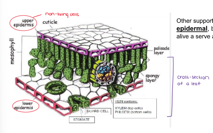 <ul><li><p>Other supportive cells, like <strong><u>epidermal,</u></strong> both in plants are not alive a serve a protective role.</p></li></ul><p></p>
