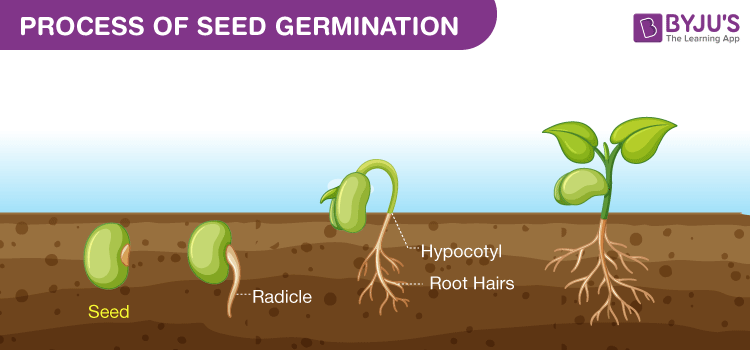 <p>Germinate</p>