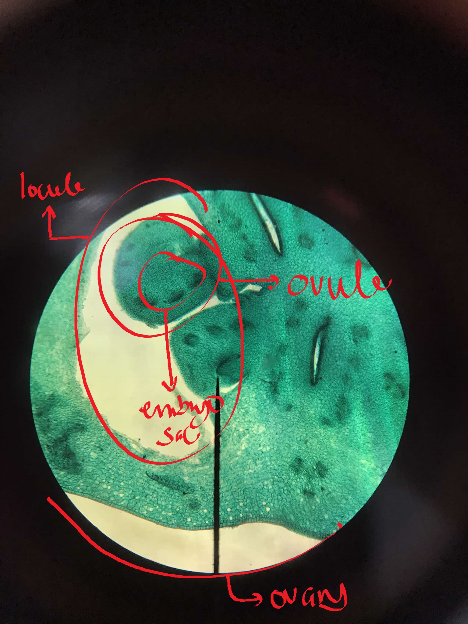 <p>identify the specimen</p>