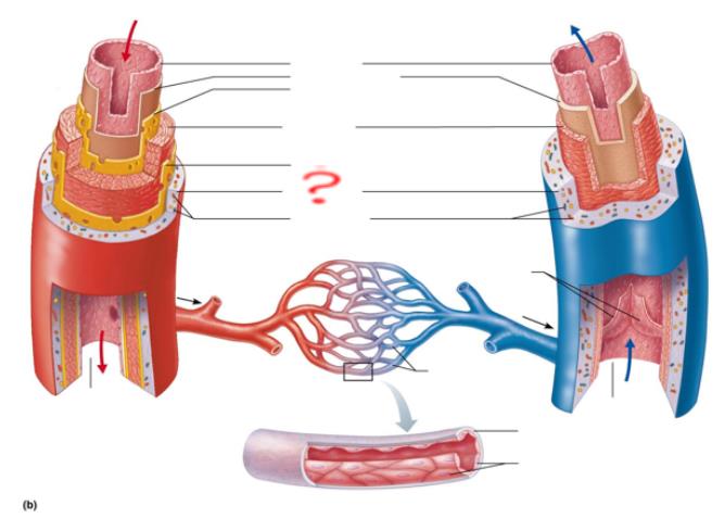<p>collagen fibers</p>