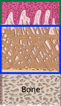 <p>lining or masticatory mucosa </p>