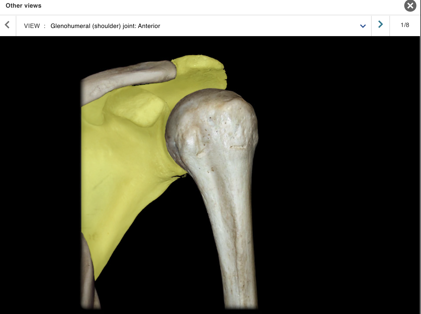 <p>Location:</p><ul><li><p>﻿﻿Posterior thorax</p></li><li><p>﻿﻿Overlies ribs 2-7</p></li></ul><p class="p1">Description:</p><ul><li><p>﻿﻿Large, triangular, flat bone</p></li><li><p>﻿﻿Characteristic features include spine, acromion, coracoid process, and glenoid cavity</p></li></ul><p></p>