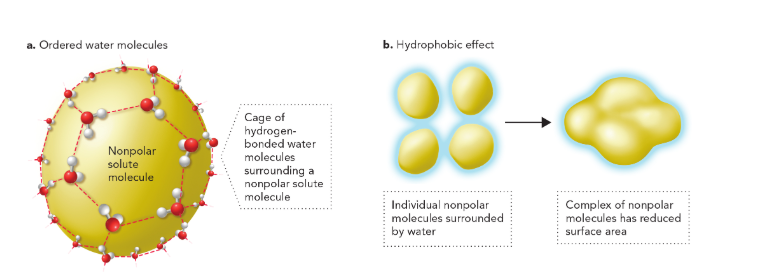 <p>decrease in entropy caused by the formation of cage-like structures of water molecules around uncharged nonpolar complexes in solution by reducing the amount of surface area of nonpolar molecules exposed to water molecules </p>